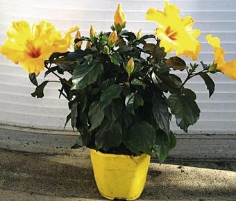 Hibiscus