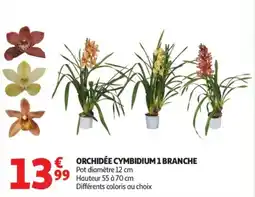 Auchan Orchidée cymbidium 1 branche offre
