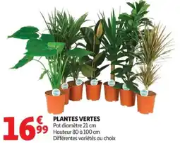 Auchan Plantes vertes offre