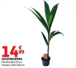 Auchan Coco nucifera offre