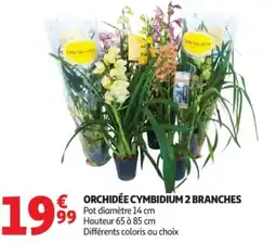 Auchan Orchidée cymbidium 2 branches offre
