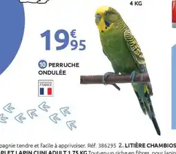 Mr Bricolage Perruche ondulée offre