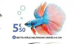 Mr Bricolage Betta mâle halfmoon variés offre