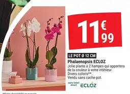 Gamm vert Phalaenopsis ecloz offre