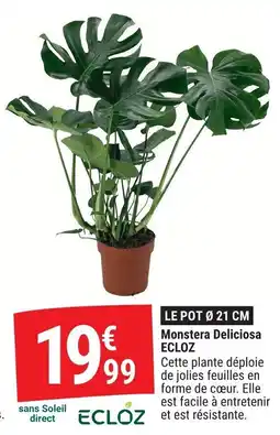 Gamm vert Monstera deliciosa ecloz offre