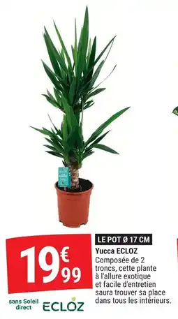 Gamm vert Yucca ecloz offre