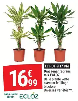 Gamm vert Dracaena fragrans mix ecloz offre
