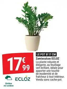 Gamm vert Zamioculcas ecloz offre