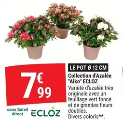 Gamm vert Collection d'azalée aiko ecloz offre