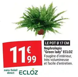 Gamm vert Nephrolepis green lady ecloz offre