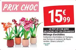 Gamm vert Mélange d'orchidées offre