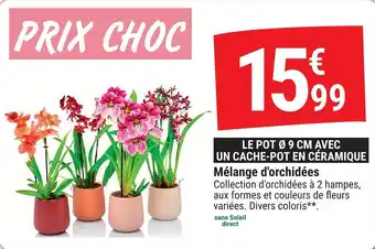 Mélange d'orchidées