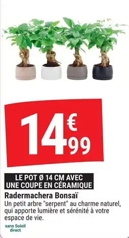 Gamm vert Radermachera bonsaï offre