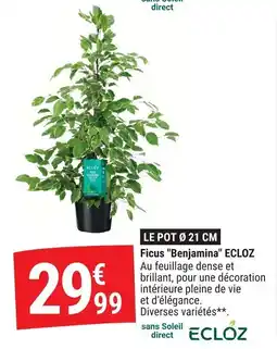 Gamm vert Ficus benjamina ecloz offre