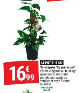 Gamm vert Scindapsus epipremnum offre