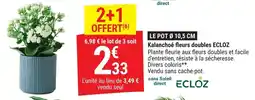 Gamm vert Kalanchoé fleurs doubles ecloz offre