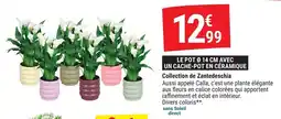 Gamm vert Collection de zantedeschia offre