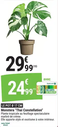 Gamm vert Monstera thai constellation offre