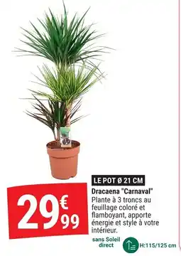 Gamm vert Dracaena carnaval offre
