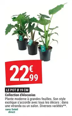 Gamm vert Collection d'alocasias offre