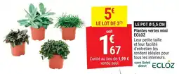 Gamm vert Plantes vertes mini ecloz offre