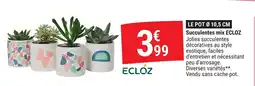 Gamm vert Succulentes mix ecloz offre