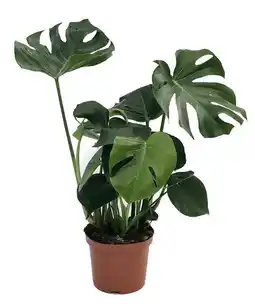 Gamm vert Ecloz monstera deliciosa ecloz offre