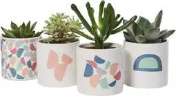 Gamm vert Ecloz succulentes mix ecloz offre