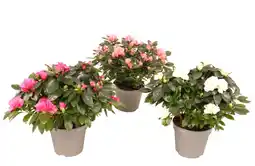 Gamm vert Ecloz collection d'azalée aiko ecloz offre