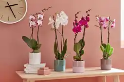 Gamm vert Ecloz phalaenopsis ecloz offre