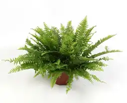 Gamm vert Ecloz nephrolepis green lady ecloz offre