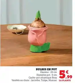 Hyper U Bulbes en pot offre