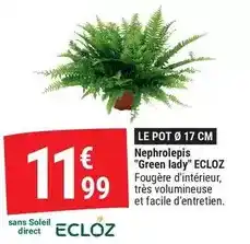Gamm vert Ecloz - nephrolepis green lady offre