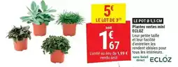 Gamm vert Ecloz - plantes verres mini offre