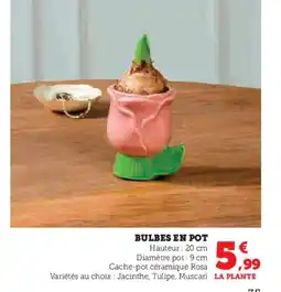 Hyper U Bulbes en pot offre