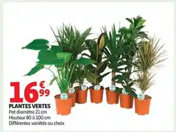 Auchan Supermarché Plantes vertes offre