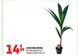 Auchan Supermarché Coco nucifera offre