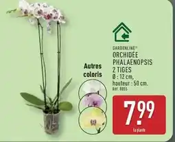 ALDI Orchidee phalaenopsis 2 tiges offre