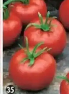 Maximo Tomate Montfavet offre