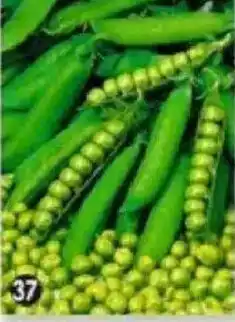 Maximo Pois nain merveille de kelvedon offre