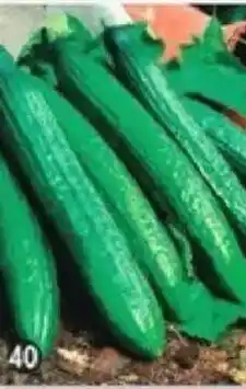 Maximo Concombre vert long des maraîchers offre