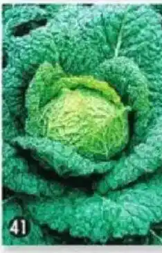 Maximo Chou de Milan Gros des vertus offre