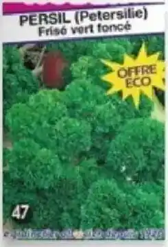 Maximo Persil frisé vert foncé offre