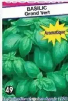 Maximo Basilic grand vert offre