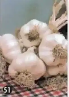 Maximo Ail blanc rosé de printemps offre