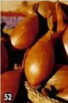 Maximo Echalote certifiée longue jermor offre