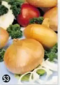 Maximo Oignon à repiquer offre