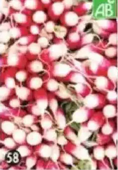 Maximo Radis de 18 jours bio offre