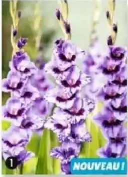 Maximo 10 glaïeuls passos offre