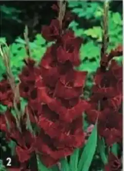 Maximo 10 glaïeuls large fleur oscar offre